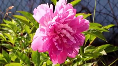 Bahçedeki çiçek şakayığının güzel tomurcuğu