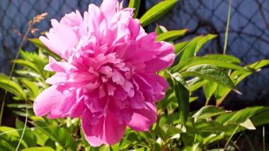 Bahçedeki çiçek şakayığının güzel tomurcuğu