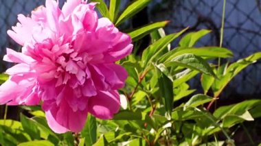 Bahçedeki çiçek şakayığının güzel tomurcuğu