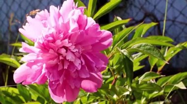 Bahçedeki çiçek şakayığının güzel tomurcuğu