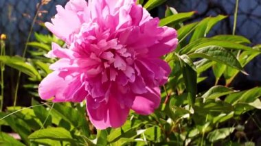 Bahçedeki çiçek şakayığının güzel tomurcuğu