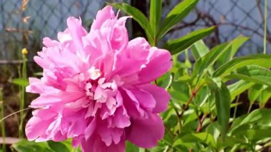 Bahçedeki çiçek şakayığının güzel tomurcuğu