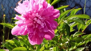 Bahçedeki çiçek şakayığının güzel tomurcuğu