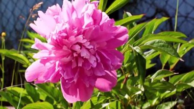 Bahçedeki çiçek şakayığının güzel tomurcuğu