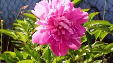 Bahçedeki çiçek şakayığının güzel tomurcuğu