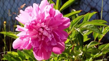 Bahçedeki çiçek şakayığının güzel tomurcuğu