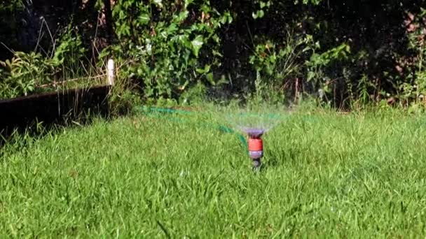 Plastic Water Sprayer Watering Grass Lawn Garden Plot — Stock Video