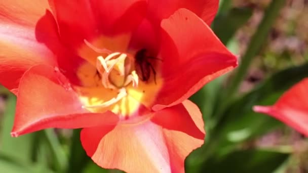tulipes écarlates brillantes sur les allées de la promenade