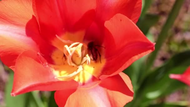 tulipes écarlates brillantes sur les allées de la promenade