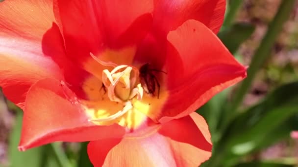 tulipes écarlates brillantes sur les allées de la promenade