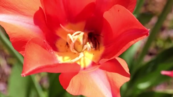 tulipes écarlates brillantes sur les allées de la promenade
