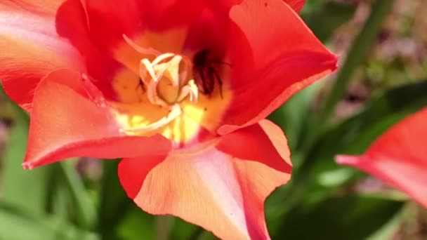 jasně šarlatové tulipány na parkway