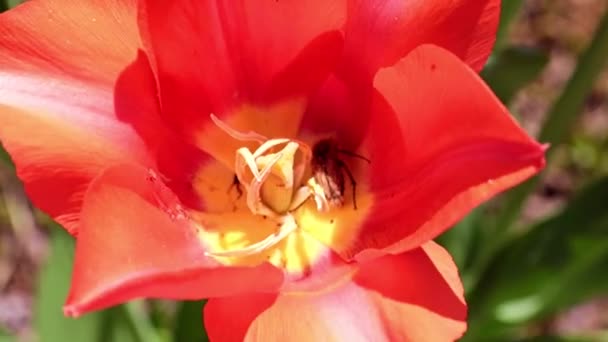 Bright Scarlet Tulips Parkway Alleys — Stock Video