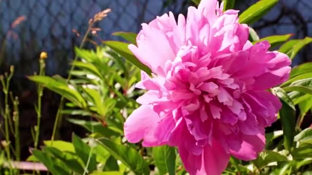 Piękny Pączek Piwonii Kwiat Ogrodowy Ogrodzie Łóżko — Wideo stockowe