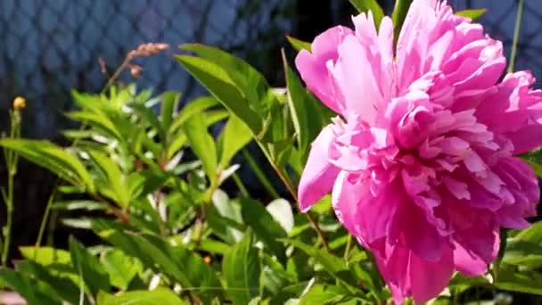 Hermoso Brote Una Peonía Flores Jardín Cama Jardín — Vídeos de Stock