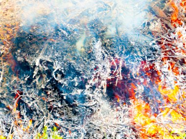 Parlak alevler ve mavi duman bir orman yangınının parçasıdır.