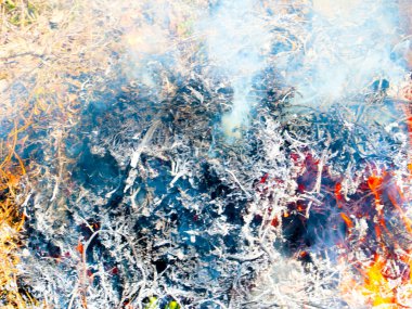 Parlak alevler ve mavi duman bir orman yangınının parçasıdır.