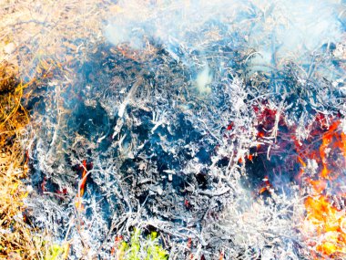 Parlak alevler ve mavi duman bir orman yangınının parçasıdır.