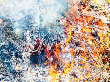 Parlak alevler ve mavi duman bir orman yangınının parçasıdır.