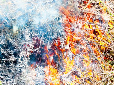 Parlak alevler ve mavi duman bir orman yangınının parçasıdır.