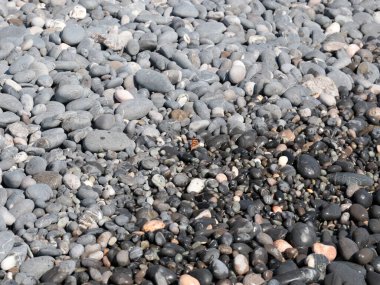 Deniz kıyısındaki kayalarda küçük bir kelebek oturuyor.