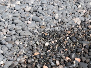 Deniz kıyısındaki kayalarda küçük bir kelebek oturuyor.