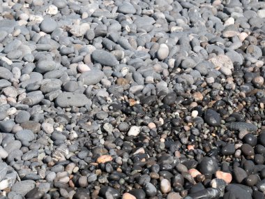 Deniz kıyısındaki kayalarda küçük bir kelebek oturuyor.