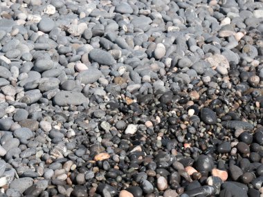 Deniz kıyısındaki kayalarda küçük bir kelebek oturuyor.