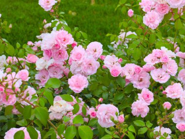 Güzel çiçek bahçesi bir park alanı dekorasyonu olarak güldü.