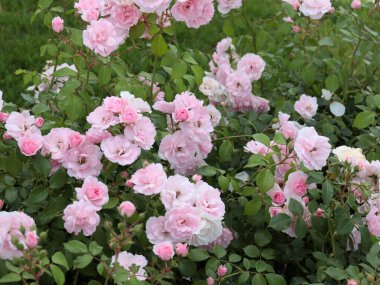 Güzel çiçek bahçesi bir park alanı dekorasyonu olarak güldü.