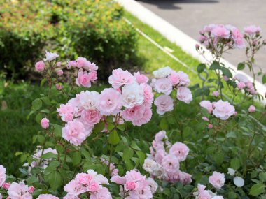 Güzel çiçek bahçesi bir park alanı dekorasyonu olarak güldü.