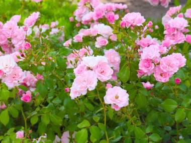 Güzel çiçek bahçesi bir park alanı dekorasyonu olarak güldü.