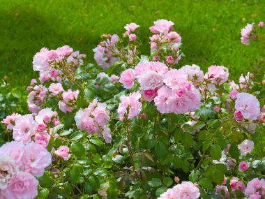 Güzel çiçek bahçesi bir park alanı dekorasyonu olarak güldü.