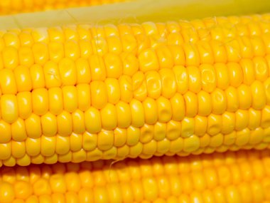 Sabah kahvaltısı için koçanda büyük mısır taneleri var.