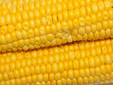 Sabah kahvaltısı için koçanda büyük mısır taneleri var.