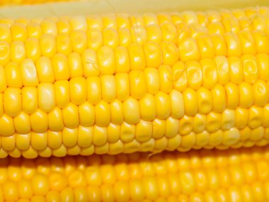 Sabah kahvaltısı için koçanda büyük mısır taneleri var.