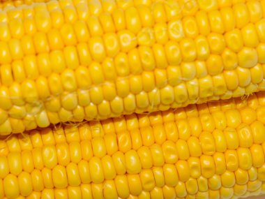 Sabah kahvaltısı için koçanda büyük mısır taneleri var.