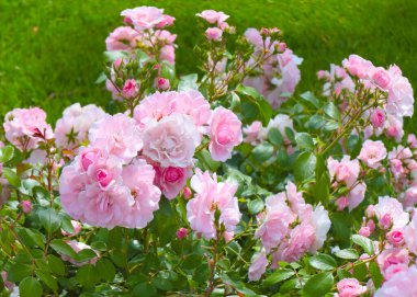 Güzel çiçek tomurcukları, park alanının bir süsü olarak yükseldi.