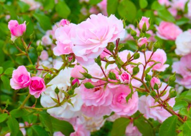 Güzel çiçek tomurcukları, park alanının bir süsü olarak yükseldi.