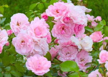 Güzel çiçek tomurcukları, park alanının bir süsü olarak yükseldi.