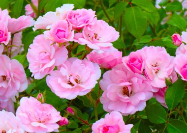 Güzel çiçek tomurcukları, park alanının bir süsü olarak yükseldi.