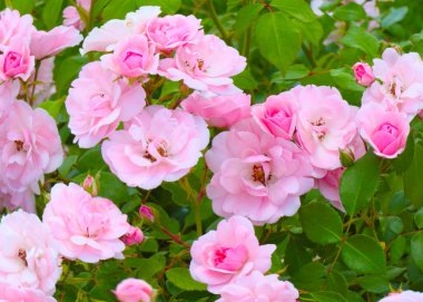 Güzel çiçek tomurcukları, park alanının bir süsü olarak yükseldi.