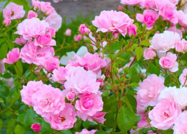 Güzel çiçek tomurcukları, park alanının bir süsü olarak yükseldi.