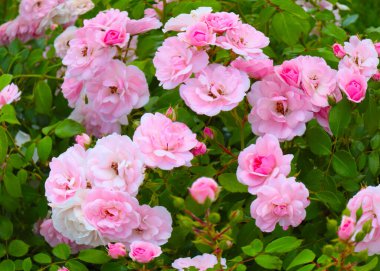 Güzel çiçek tomurcukları, park alanının bir süsü olarak yükseldi.