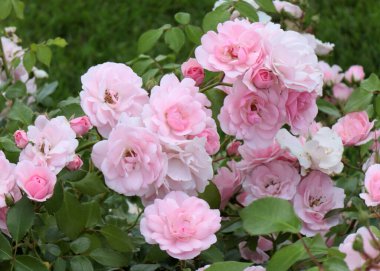 Güzel çiçek tomurcukları, park alanının bir süsü olarak yükseldi.