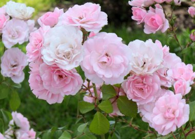 Güzel çiçek tomurcukları, park alanının bir süsü olarak yükseldi.