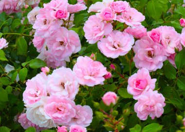 Güzel çiçek tomurcukları, park alanının bir süsü olarak yükseldi.