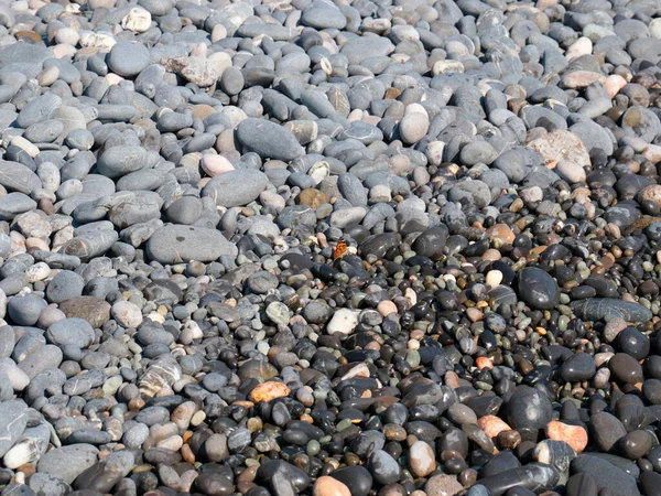 Una Piccola Farfalla Siede Sugli Scogli Della Spiaggia Del Mare — Foto Stock