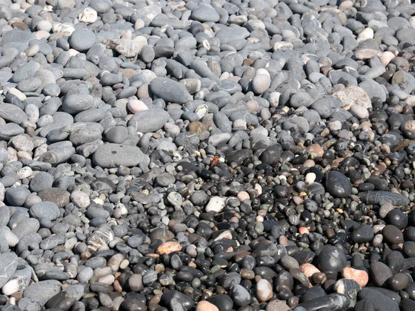 Una Piccola Farfalla Siede Sugli Scogli Della Spiaggia Del Mare — Foto Stock