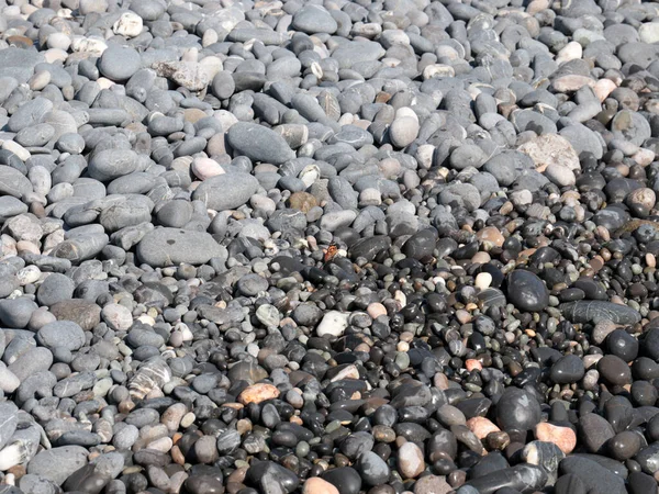 Een Kleine Vlinder Zit Rotsen Van Het Zeestrand — Stockfoto